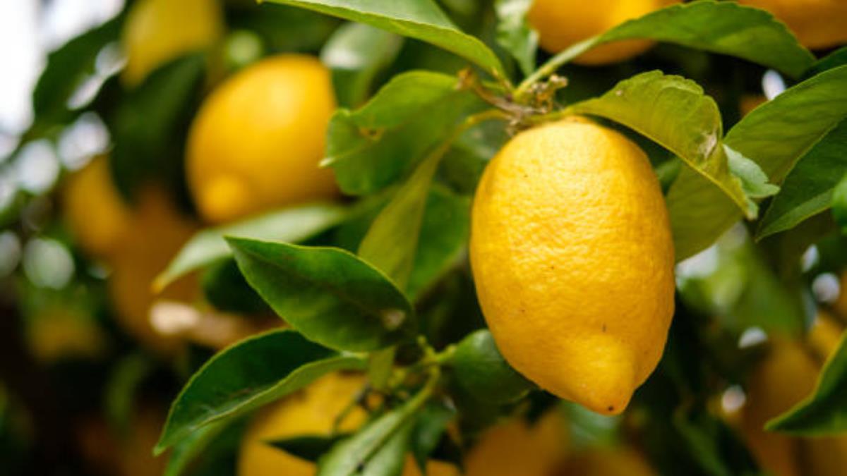 El abono casero que hará que tu limonero estalle de frutas en 30 días